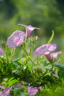绽放的紫色牵牛花