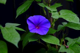 蓝紫色牵牛花绽放