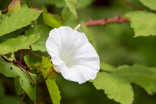 白色牵牛花绽放绿叶间