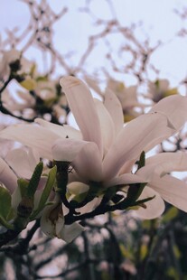 玉兰花绽放枝头
