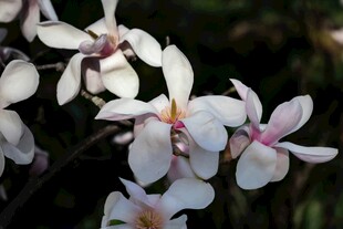 素雅白花朵绽放