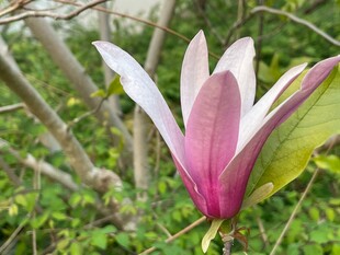 娇艳玉兰花绽放于林间
