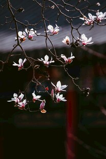 玉兰花枝绽放