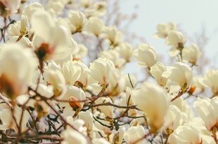 玉兰花绽放枝头
