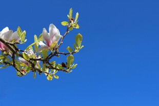 蓝天映衬下的玉兰花枝