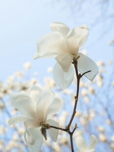 玉兰花绽放枝头