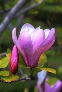 绽放的紫玉兰花朵