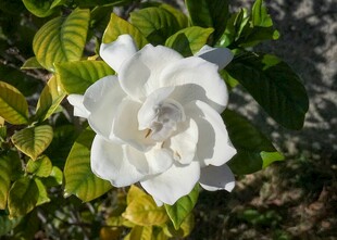 洁白绽放的美丽栀子花