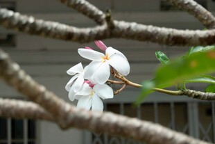 枝头绽放的素雅白色花朵