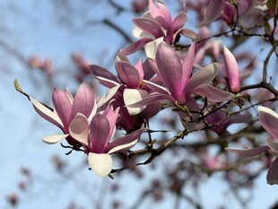 玉兰花枝绽放美丽瞬间
