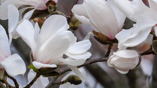 玉兰花绽放枝头