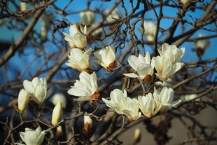 玉兰花绽放枝头