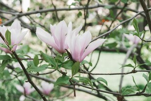 玉兰花枝绽放美丽瞬间