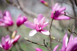 娇艳紫玉兰花绽放枝头