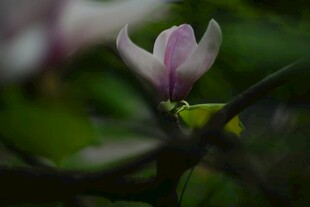 绽放的玉兰花