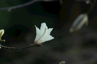 洁白玉兰花绽放枝头
