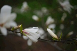 玉兰花枝绽放美丽瞬间