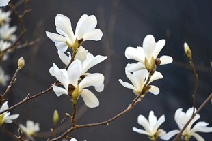 玉兰花