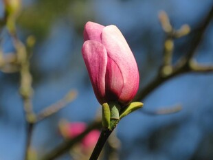 娇艳玉兰花蕾绽放瞬间