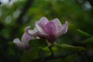粉艳玉兰花绽放枝头