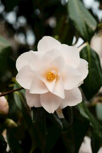 洁白山茶花绽放枝头