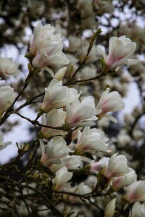 玉兰花绽放枝头