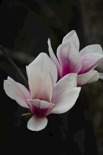 玉兰花绽放