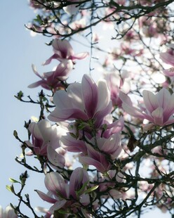 玉兰花绽放枝头
