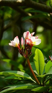 娇艳鸡蛋花绽放绿叶间