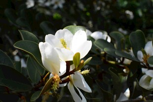 洁白玉兰花绽放枝头