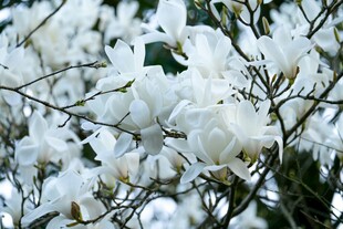 洁白玉兰花绽放枝头