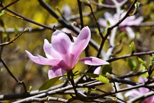 绽放的粉色玉兰花