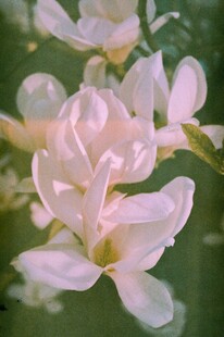 淡雅玉兰花 