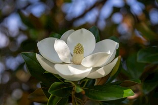 洁白玉兰花绽放枝头