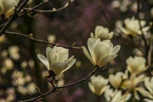 玉兰花枝绽放美丽瞬间