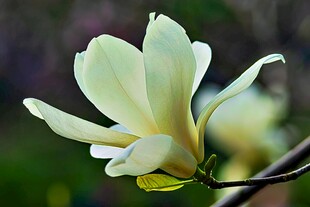 玉兰花绽放特写