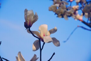 蓝天映衬下的玉兰花枝