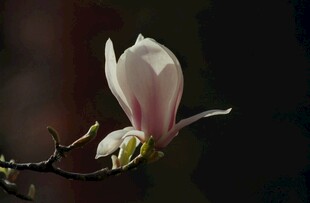 玉兰花绽放枝头