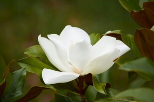 洁白玉兰花绽放绿叶间