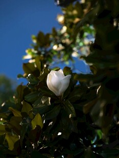 枝头绽放的洁白玉兰花