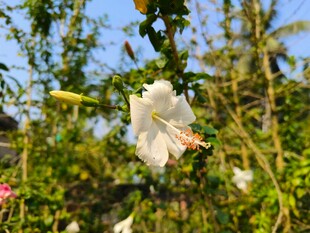 白色木槿花绽放于绿植间
