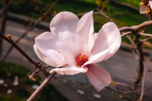 娇艳玉兰花绽放枝头