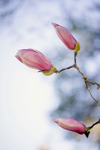 玉兰花苞绽放枝头