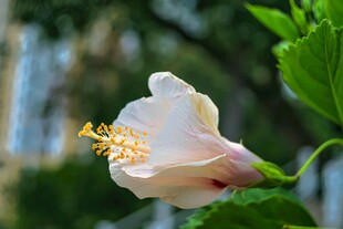 淡雅木槿花特写