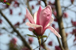 娇艳玉兰花绽放枝头