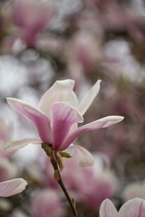 娇艳玉兰花绽放枝头
