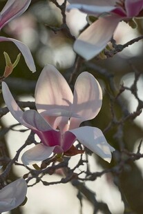 绽放的玉兰花