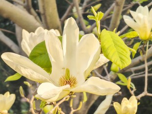 玉兰花绽放枝头