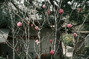 枝头玉兰花