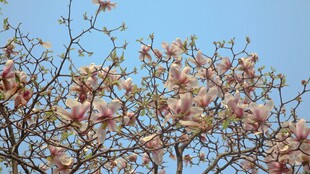 玉兰花